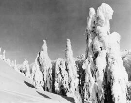[Snow-Covered Trees, Seymour]