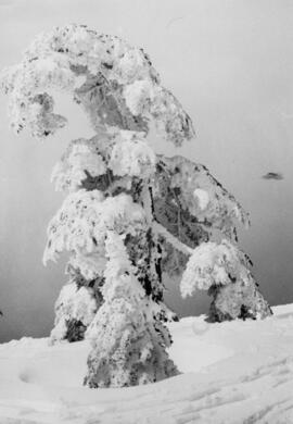 [Snow-Covered Trees, Seymour]