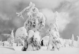 [Snow-Covered Trees, Seymour]