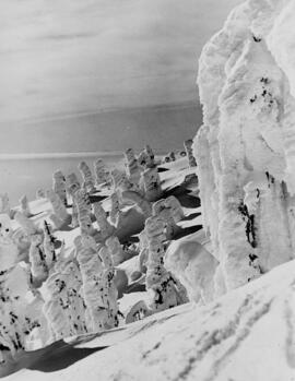 [Snow-Covered Trees, Seymour]
