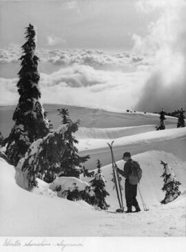 "Winter Sunshine - Seymour"